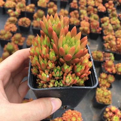 肉肉昆明明露状态秀女瓦松多肉植物老桩缀化多肉植物