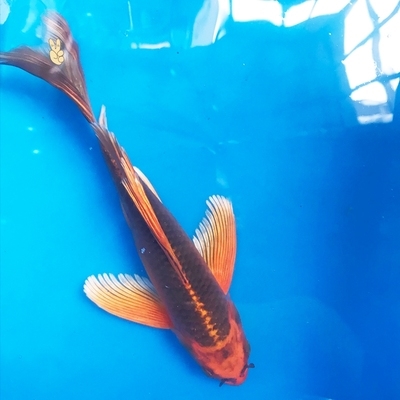 诚森纯种松叶龙凤锦鲤活体长尾观赏鱼金银红松叶龙凤锦鲤冷水招财