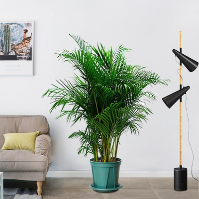 观赏花盆办公室大号四季凤尾竹散尾端庄花卉绿植绿植