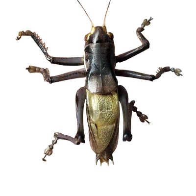 铁皮油葫芦爬虫皮山小型绿皮罐动物叫青山大体鸣虫金铃子山谷用具