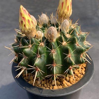 狮子生易属实多肉盆栽植物丸王花苞花彩品种多肉植物