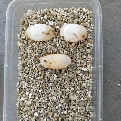 蛋可变异颈杂杂草太郎乌龟龟蛋宠物总店孵化龟