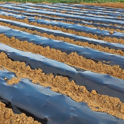 农用地膜黑色覆盖膜透气菜棚种菜大棚有孔农用膜农业农膜育苗种植
