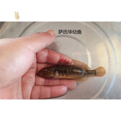 诚森原生吸鳅爬岩鳅黑鳍鳈黄黝鱼黄肚鱼条美丽鱼