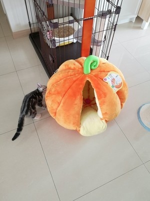 猫窝正品网红水果南瓜桃子型萌窝可爱可爱猫封闭式窝