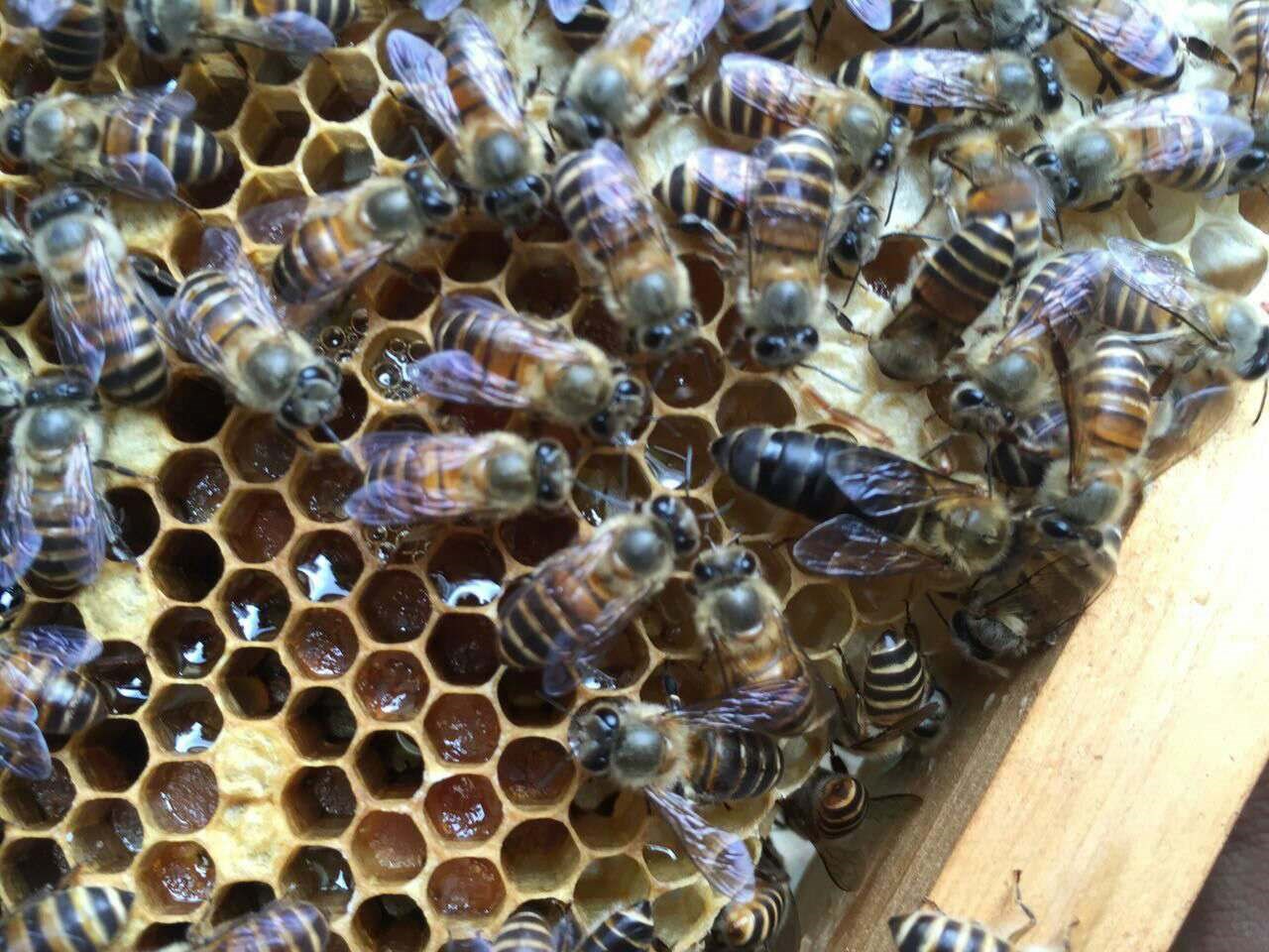 中蜂蜂王种王优质高产蜜蜂活群产卵王双色交尾阿坝新开产王