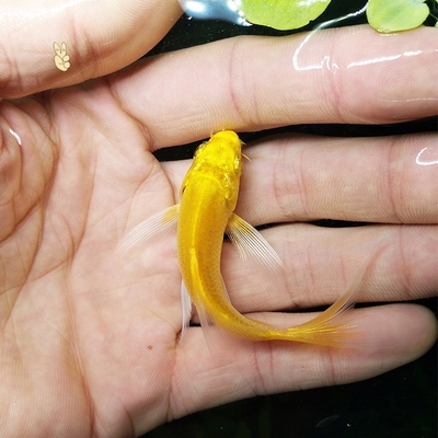 黄金龙凤锦鲤活体观赏鱼冷水淡水鱼长尾纯种金鱼好养耐活黄金锦鲤