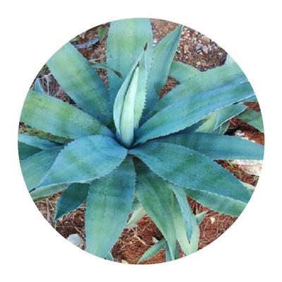 龙舌植物庭院花卉盆栽沙漠特大刺姬八荒殿多绿植