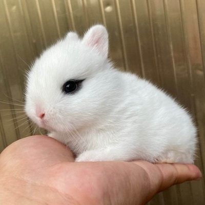 宠物兔子活物茶杯白色成年纯白血统长毛折耳兔