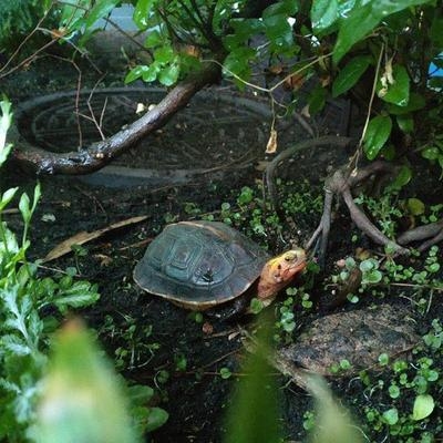 植物黄缘闭壳龟养殖环境土壤龟苗打造龟