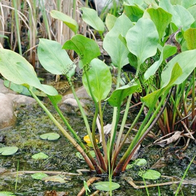 泽泻植物种植苗水水生湿地苗挺污水处理浮岛净化绿植