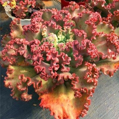 多肉蓝色妖姬舞会红裙女王花笠法国皇后包菜群生多肉植物