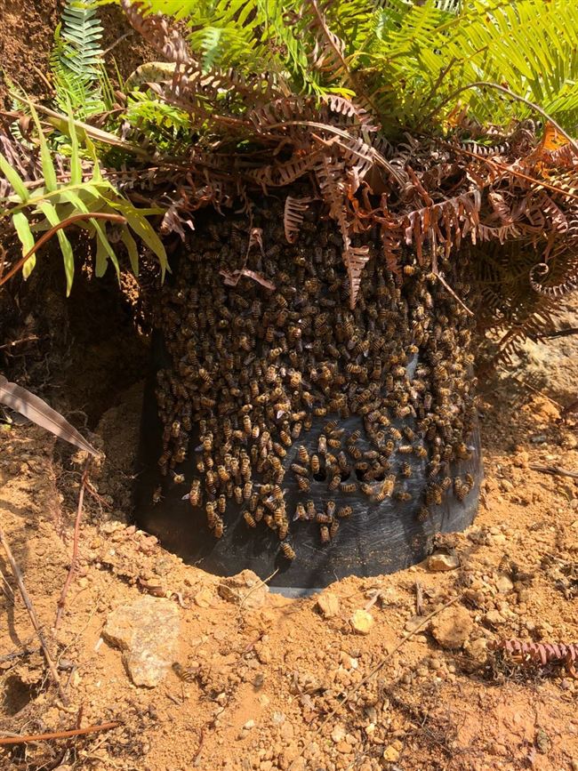 诱诱工具开孔养蜂招蜂蜂黑色蜂蜡涂蜂桶胶桶中专用