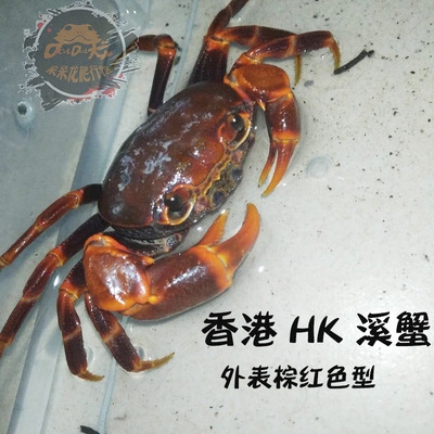 观赏蟹南海溪蟹hk中山汕尾印支蓝尖珠海红勾手蟹淡水蟹相手蟹将军