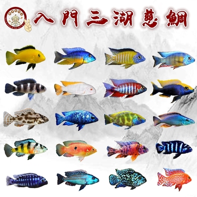 中小型观赏鱼三湖慈鲷鱼马鲷坦鲷杂鲷岩栖雀鲷王子阿里活体鱼