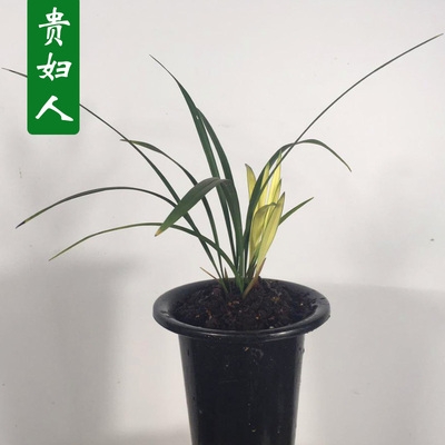 超香易养活盆栽绿植养活贵妇人兰花粉花线艺建兰花卉