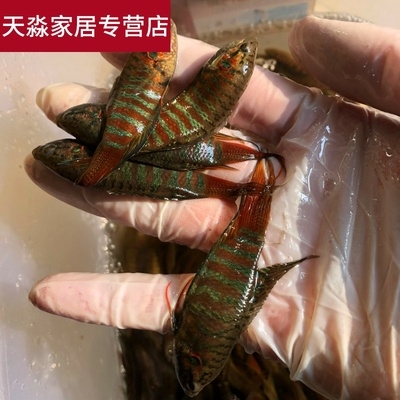 中国斗鱼普叉蓝叉 叉尾斗鱼观赏鱼原生鱼冷水鱼活体花手巾菩萨鱼