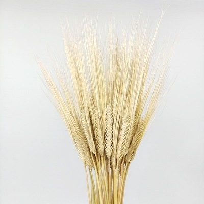 天然植物干花小麦麦子麦穗家居装饰民宿橱窗软装仿真花