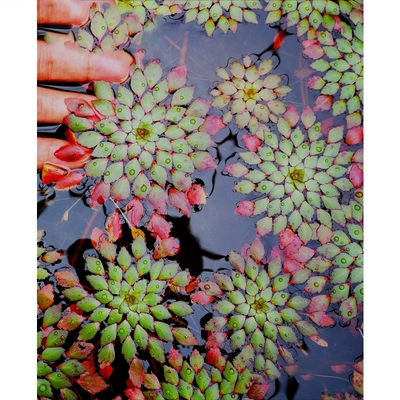 水上葵花水草黄花危地马拉丁香烟花浮萍植物活体水草