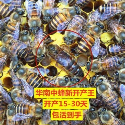 蜜蜂蜂群高产蜂王种王精选中蜂蜂王华南中蜂产卵王中蜂王包活到手