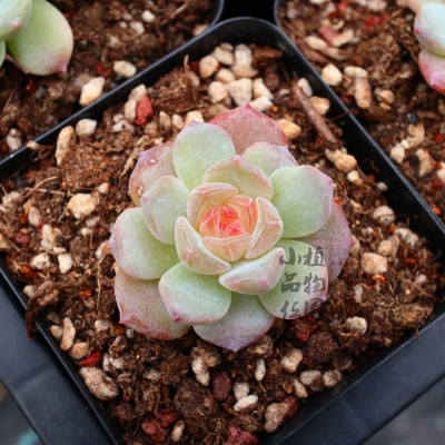 冰魄多肉植物冰珀粉钻一物一拍盆栽糖心冰心多肉植物