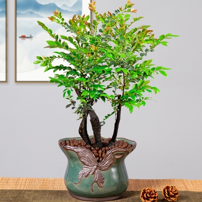 小叶紫檀盆景植物室内镇绿植客厅老桩大型树苗绿植