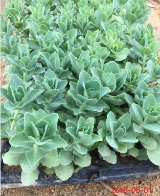 轮叶长药八宝景天耐旱好养星座花卉庭院盆栽多肉植物