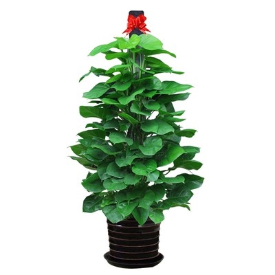 开业贺礼绿植大型落地盆栽植物花卉公司前台接待大型绿植