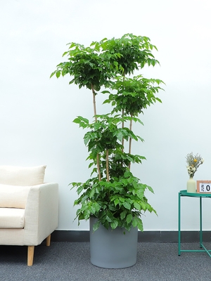 造型幸福树平安树绿宝绿植双层室内客厅大型盆栽大型绿植