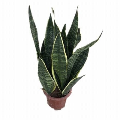 哈尼荷花兰虎虎皮兰小盆栽办公室家庭室内桌面花卉