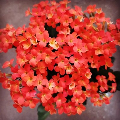 三色单瓣精品长寿花盆盆栽梦幻布拉格花苞阳台花卉