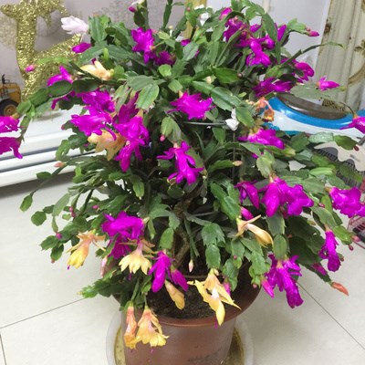 嫁接好的蟹爪八爪蟹兰新品多色盆栽家庭绿植超市货架