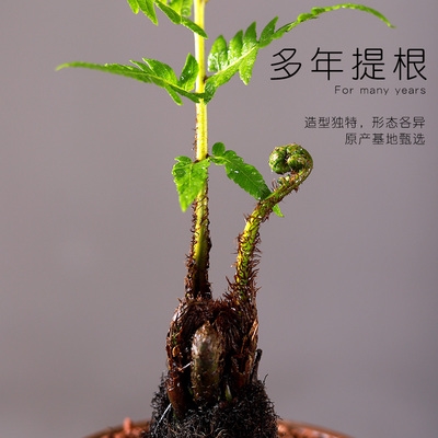 植物一叶禅蕨类盆栽花卉盆景室内老桩绿植摆件绿植