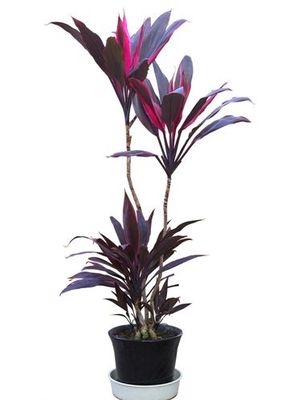 朱蕉庭院绿植水培盆栽室内植物亮叶红边铁树绿植