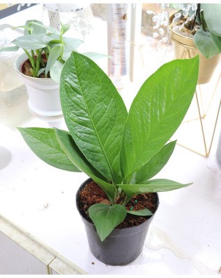 嘉瑞网红绿植鸟巢花烛盆栽花卉