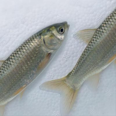 草鱼苗活体鱼苗白鲩鱼苗四大家鱼大规格草鱼苗活体淡水养殖包活