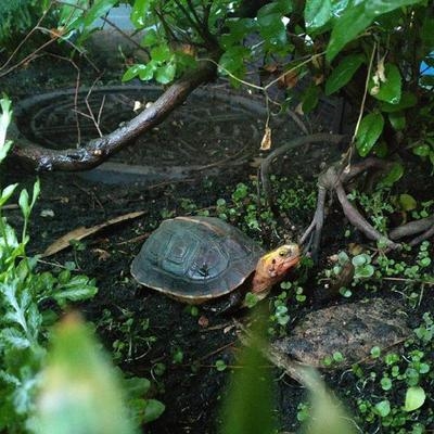 环境养龟养殖龟池观赏陆龟生态水黄缘龟室内龟