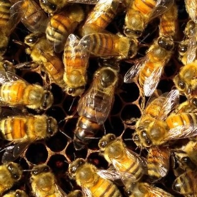 意蜂蜂王高产蜜王新产卵王生产王新开产王蜜蜂王黑色花色