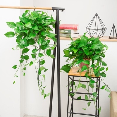 大盆绿萝盆栽室内甲醛净化空气绿植长藤垂吊植物绿植