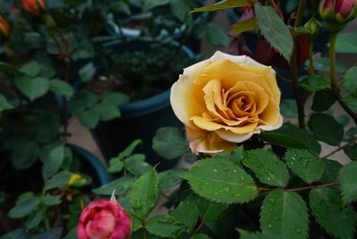 欧月黄油硬糖藤本爬藤月季花庭庭院阳台绿植花卉