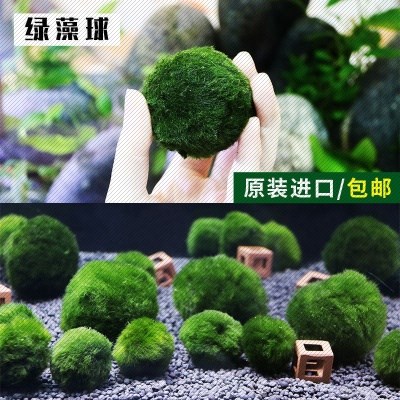 短绒水草藻球小球marimo海藻球微景观绿藻植物水草