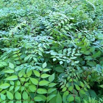 刺龙南北高山绿植易活四季辽东抗寒春季山区绿植