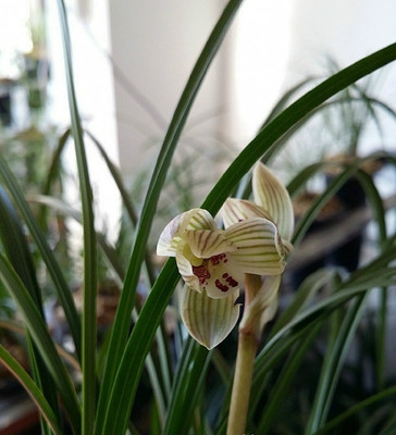 名贵香兰花苗香型莲瓣兰小胖子盆栽植物阳台花卉