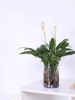 美酒白掌四季好养室内水培花卉植物一帆风顺办公室绿植