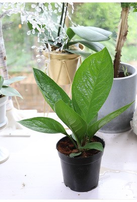 嘉瑞网红绿植鸟巢花烛盆栽花卉