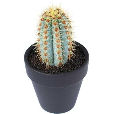 蓝衣柱金青阁一物一拍蓝色仙人柱沙生多肉植物多肉植物