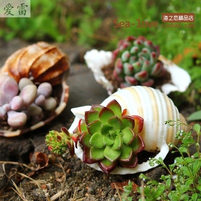 琵琶杨桃螺琴天然贝壳海螺卷贝寄居蟹壳多肉海螺