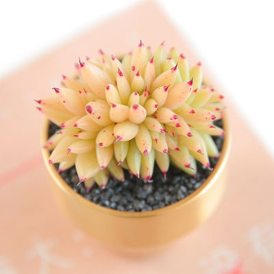 多肉虎鲸植物组合盆栽室内稀有品种肉肉防辐射多肉植物