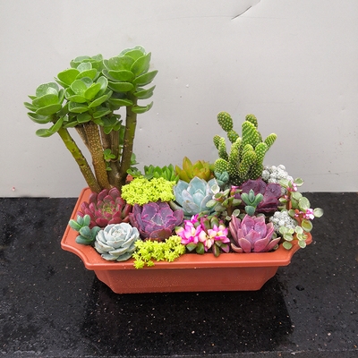 多肉植物组合盆栽老桩大盘含盆带土新手易养多多肉植物