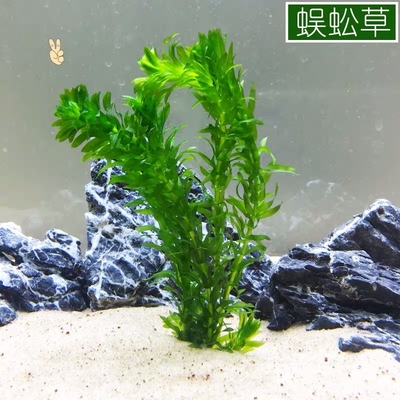 诚森蜈蚣草活体阴性后景水草懒人好养净化水质鱼缸造景金鱼藻易养